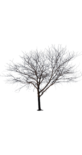 Деревья - png gratuito