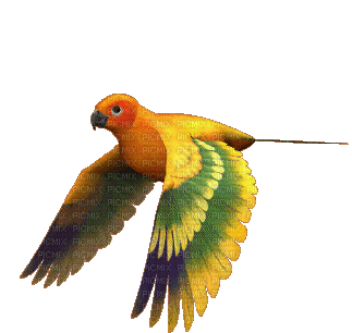 birds katrin - GIF animate gratis