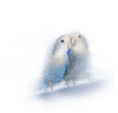 love birds  oiseaux amour - PNG gratuit