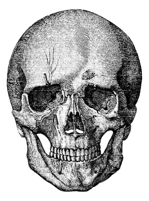 skeleton katrin - png gratis