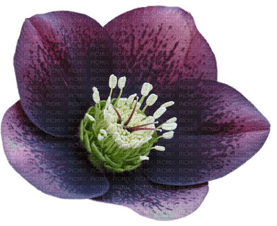 lotus flowers bp - безплатен png