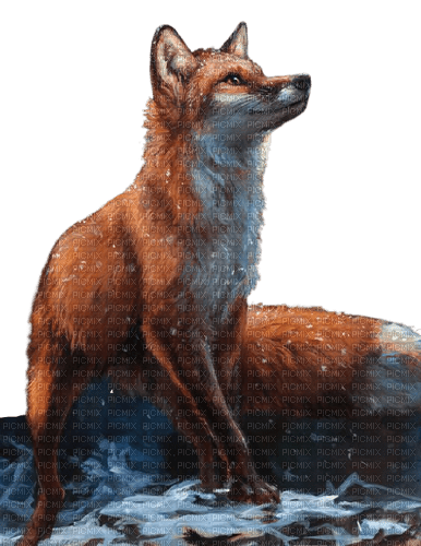 fox - Free PNG