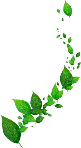 green vine - Free PNG