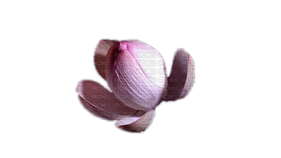 flower bud gif  fleur bourgeon - Animovaný GIF zadarmo