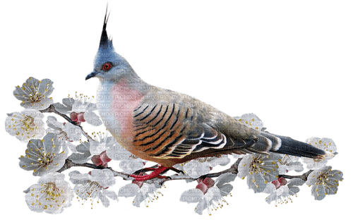 Bird in Spring - PNG gratuit