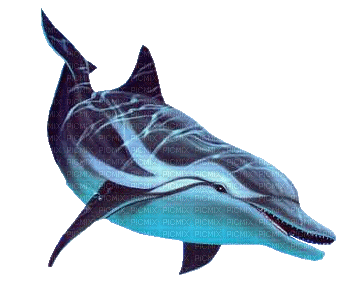delfin - Бесплатный анимированный гифка