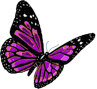 Kaz_Creations Deco Butterflies Butterfly Colours - ücretsiz png