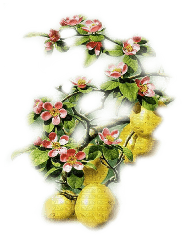 flores  frutas  dubravka4 - фрее пнг