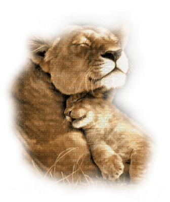 felins lion and baby - png gratis