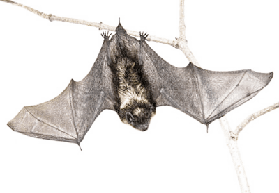 bat - besplatni png