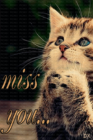 Cat-Miss You - Zdarma animovaný GIF