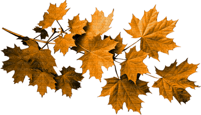 autumn leaves_automne feuille__Blue DREAM 70