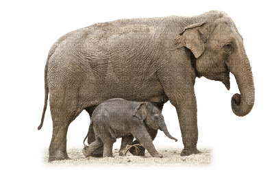 elephants -Animals - png gratuito