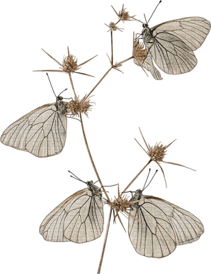 Kaz_Creations Butterflies Butterfly Deco - PNG gratuit