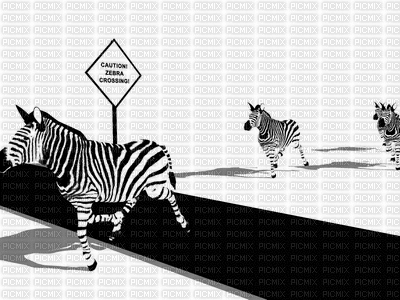 zebra bp - GIF animado gratis