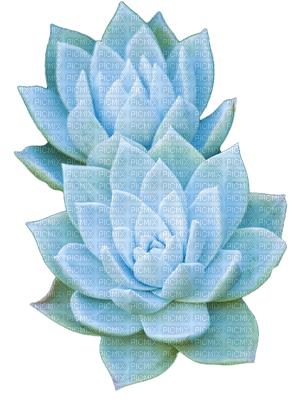 succulent plants bp - фрее пнг