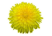 Kaz_Creations Deco Flowers Dandelion Flower - png ฟรี