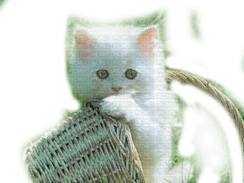 CAT WHITE CHAT BLANC - фрее пнг