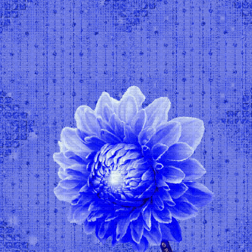 DI / BG / animated.effect.flower.blue.idca - Free animated GIF