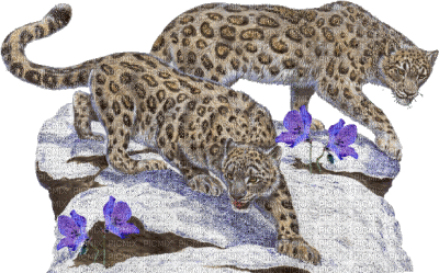 snow léopard x3 - Free animated GIF