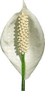 fleur blanche.Cheyenne63 - darmowe png