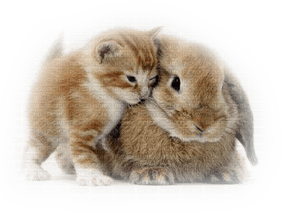 Kaz_Creations  Animals Cat Kitten Rabbit - png gratuito