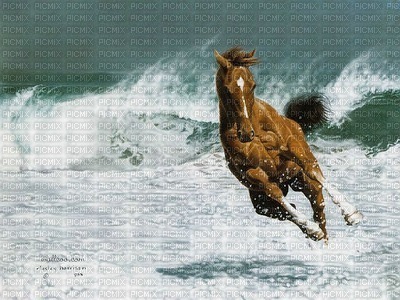 fond horse. horses bp - gratis png