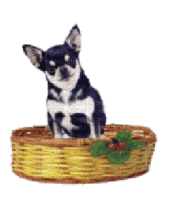 Dog Puppy Chien Chihuahua - Бесплатный анимированный гифка