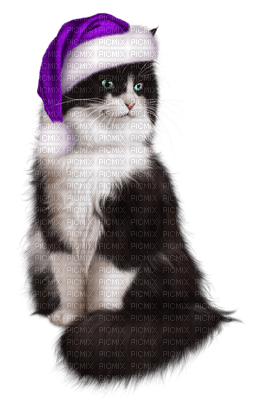 Kaz_Creations Cats Cat Kittens Kitten  Christmas - Free PNG