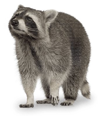 raccoon bp - kostenlos png