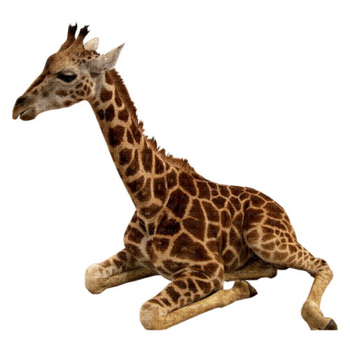 girafe - nemokama png