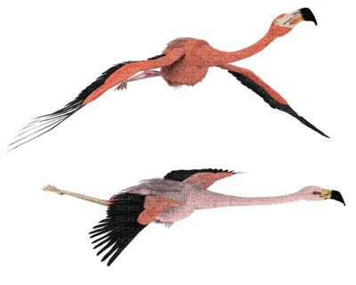 Kaz_Creations Flamingos Birds Bird - nemokama png
