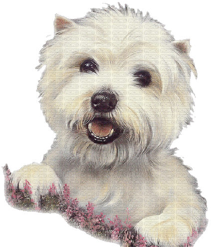 dolceluna white dog - GIF animasi gratis