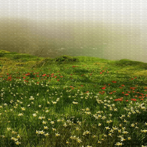Y.A.M._Landscape background - png gratis