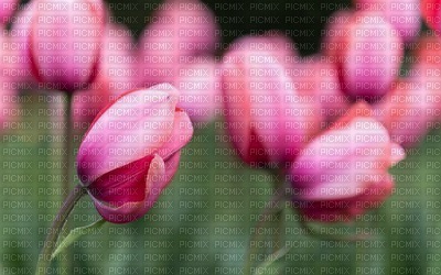 Kaz_Creations Deco  Flowers Backgrounds Background Colours - png gratis