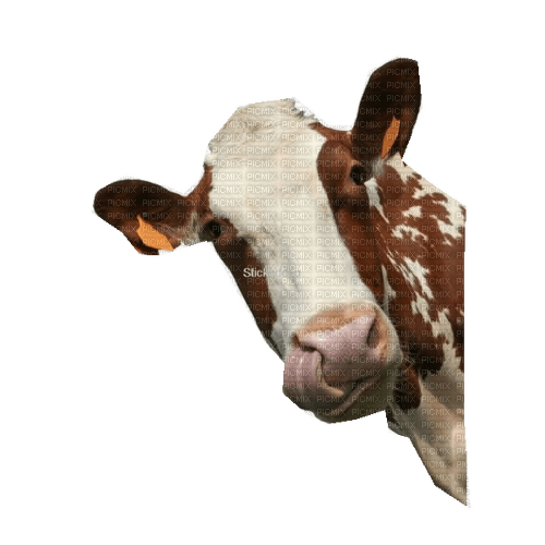 vache - PNG gratuit