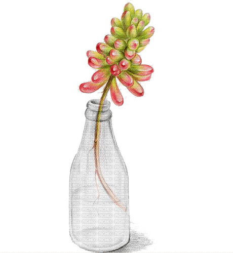 succulent Bb2 - darmowe png