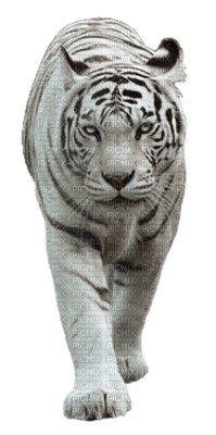tiger - darmowe png