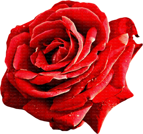 Rose.Red - gratis png
