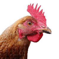 chicken - безплатен png