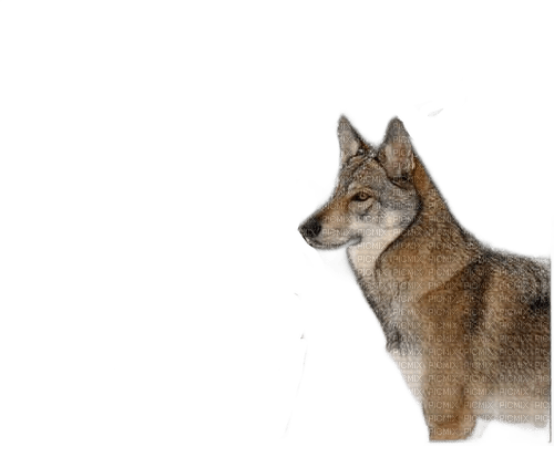 charmille _ animaux _ loups - 免费PNG