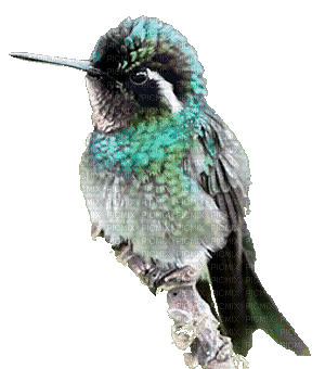 hummingbird - Zdarma animovaný GIF