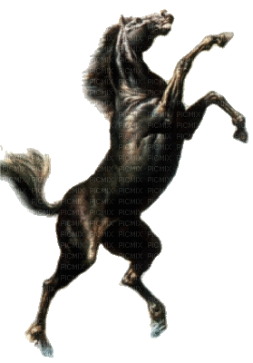 chevaux - Nemokamas animacinis gif