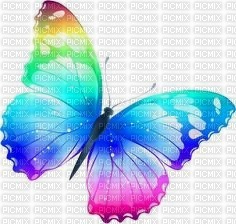 Collor baterfly - Free PNG