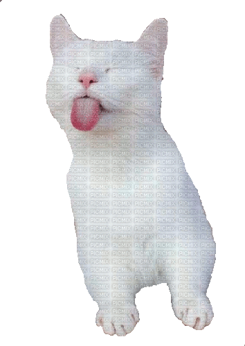 Cat, Katze, - GIF animado grátis