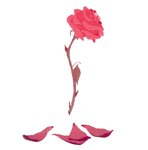 MMarcia gif flor fleur rosa rose  flower - GIF animate gratis