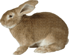 rabbit katrin - 無料png