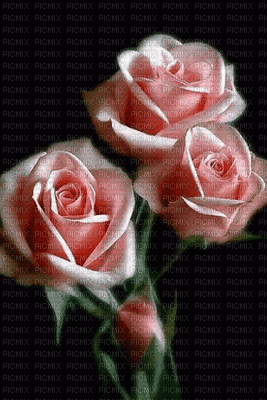 Flowers pink rose bp - Free animated GIF