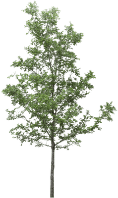 Baum - PNG gratuit