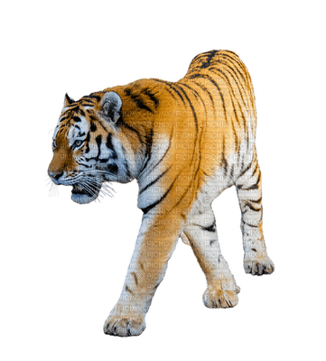 tiikeri, tiger - bezmaksas png